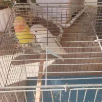 طوطی برزیلی فیشر|پرنده|کرج, دهقان ویلا|دیوار