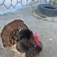 بوقلمون نر و ماده