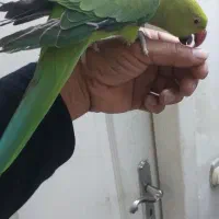 طوطی ملنگو ماده|پرنده|نیشابور, شریعتی|دیوار