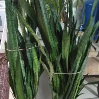 سانسوریا دو جفت گلدان