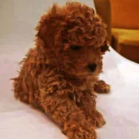 توله سه ماهه پودل . توی پودل . تاینی پودل