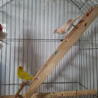 یک جفت قناری نر و ماده جوان  با تضمین سلامت