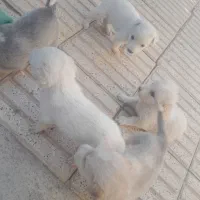 سگ پا کوتاه فروشی 3عدد مانده