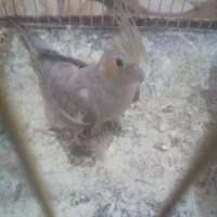 سلام  یک عروسی هلندی ماده به شرط همه چی میدم