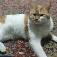 واگذاری حیوان خانگی|گربه|کرمان, |دیوار