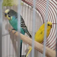 مرغ عشق