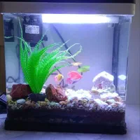 یک عدد اکواویوم تمیز۲۵/۲۵