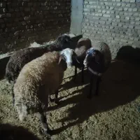 5 راس بره ماده داشتی