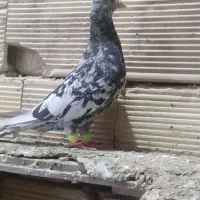 هفرنگ سیاه ماده جفکا هم پرشی سرونج پرشی