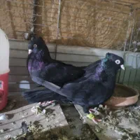 کبوتر ذاغ سیاه نرو ماده|پرنده|شیراز, جانبازان|دیوار