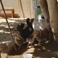 مرغ مادر وجوجه بوقلمون