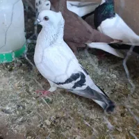 ماده شامی سفید