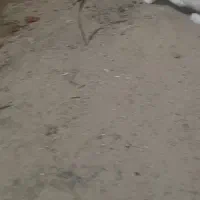 خرگوش