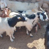 کهره چاق ، بز کهره دار|حیوانات مزرعه|نیریز, |دیوار