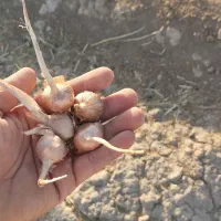 خرید و فروش بهترین پیاز منطقه ب شرط گلدهی بالا|خوردنی و آشامیدنی|خواف, |دیوار
