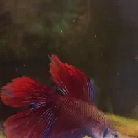 ماهی betta