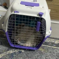 سگ پامر|سگ|بهبهان, |دیوار