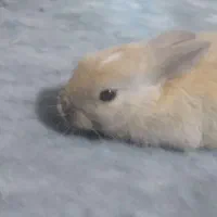 خرگوش خوشگل|موش و خرگوش|خان ببین, |دیوار