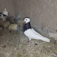 طوقی سیاه نر|پرنده|جهرم, |دیوار