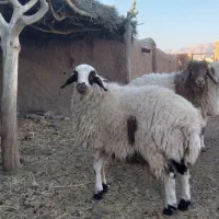 بره نر وماده