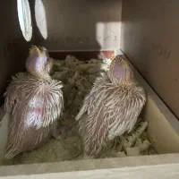 جوجه عروس هلندی