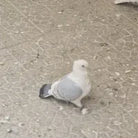 کبوتر کفتر تزئینی ساتن بلژیکی اصلی