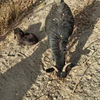 بز های خوب|حیوانات مزرعه|سردرود, |دیوار