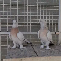 کفتر جفتی|پرنده|شیراز, شهرک گلستان|دیوار