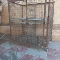 قفس کبوتر|لوازم جانبی حیوانات|نجف‌آباد, یزدانشهر|دیوار