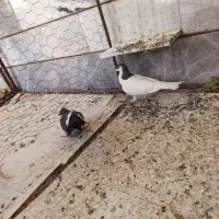کبوتر خال