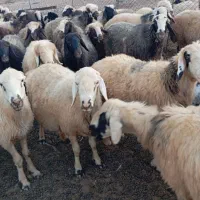 فروش 60رس میش با 20رس بز کهره دار