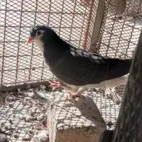 سلام یک عدد کبوتر سیاه پشت پاک پاک