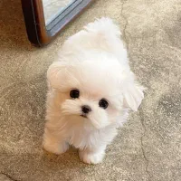 پودل، مالتیز،شیتزو|سگ|ارومیه, |دیوار