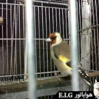 سهره دهن دار لری  شب روز میخونه