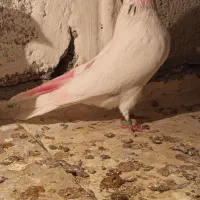 کله برنجی عطیقه
