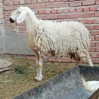 میش مغانی آبستن