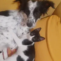 فروش سگ اشپیتز پوینتر|سگ|کیش, |دیوار