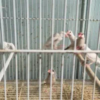 فنچ نرگسی شکلاتی و سفید|پرنده|بندرعباس, |دیوار