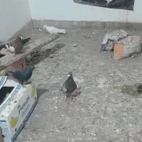 کفتر نر ماده