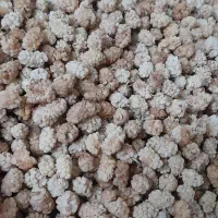 توت شیرین|خوردنی و آشامیدنی|اصفهان, باغ زیار|دیوار