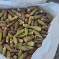 بلوط برای فروش