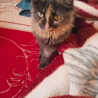 واگزاری گربه  خونگی کاملا تربیت شده جا جیششو بلده