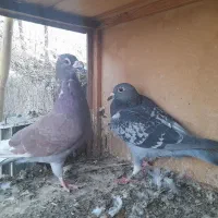 یه جفت مسافتی|پرنده|جوادآباد, |دیوار