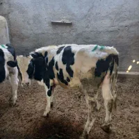 گوساله نر|حیوانات مزرعه|مشهد, خرم آباد|دیوار