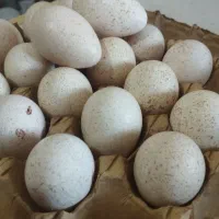 تخم بوقلمون بوربون|حیوانات مزرعه|سیمین شهر, |دیوار