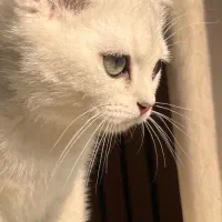 گربه سیلور اصیل|گربه|نور, |دیوار