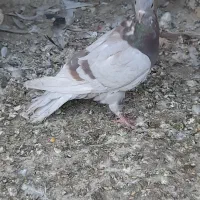 کبوتر گرفتنی پیس خطی چاهی|پرنده|قم, ولیعصر|دیوار