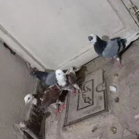 کفتر پرشی
