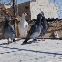 کفتر|پرنده|شیراز, قلعه شاهزاده بیگم|دیوار