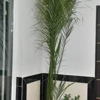 نخل خرمای زیبا|گل و گیاه طبیعی|مریوان, |دیوار